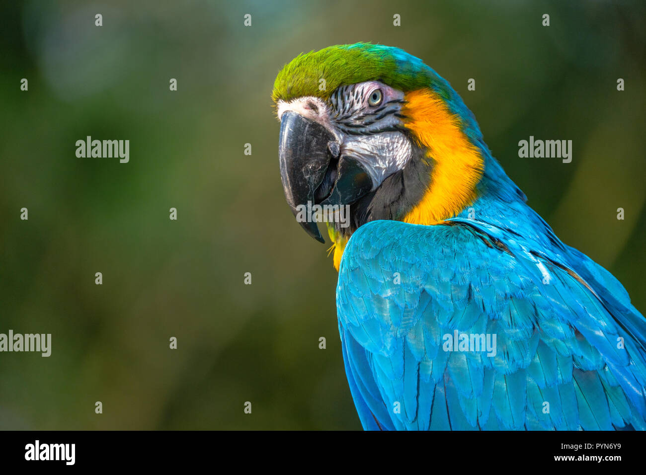 Ritratto di un Blu e Oro macaw. Foto Stock