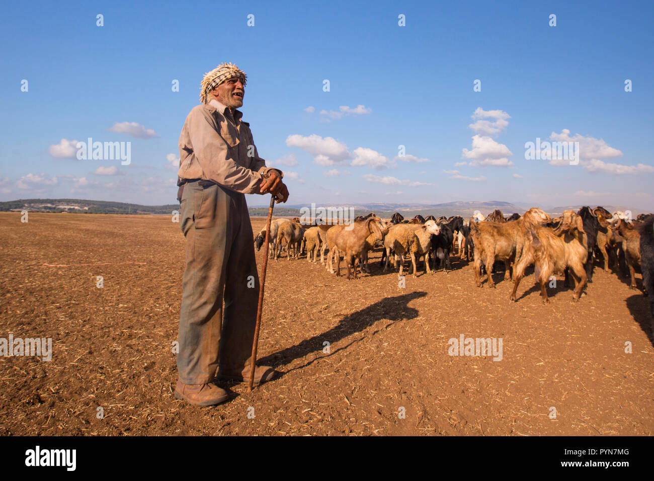 Coppia beduino pastore con il suo gregge di pecore. Fotografato nel deserto del Negev, Israele Foto Stock