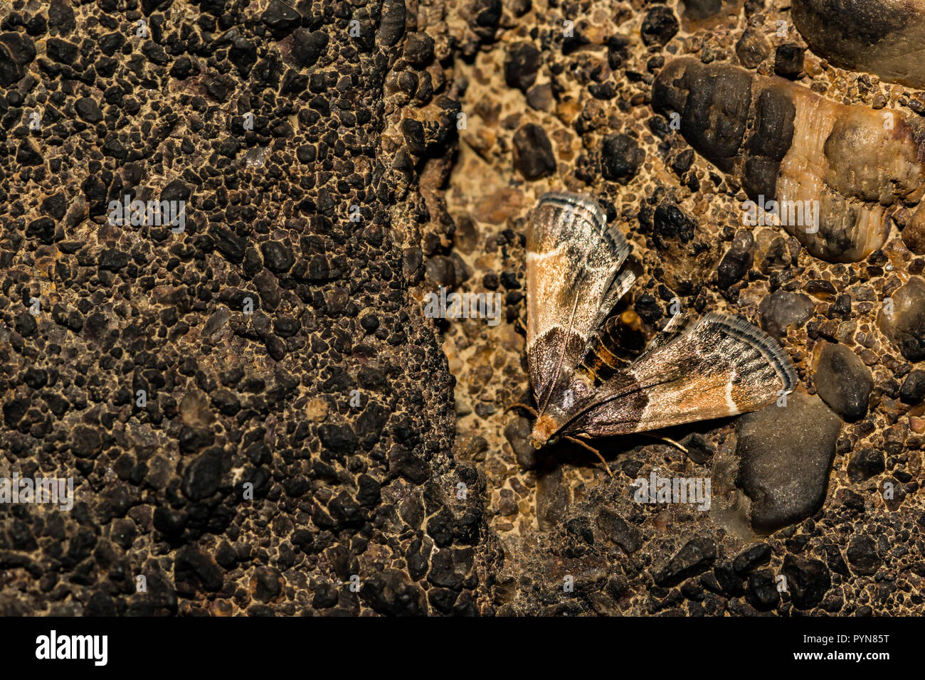 Pasto Tarma (Pyralis farinalis) Foto Stock