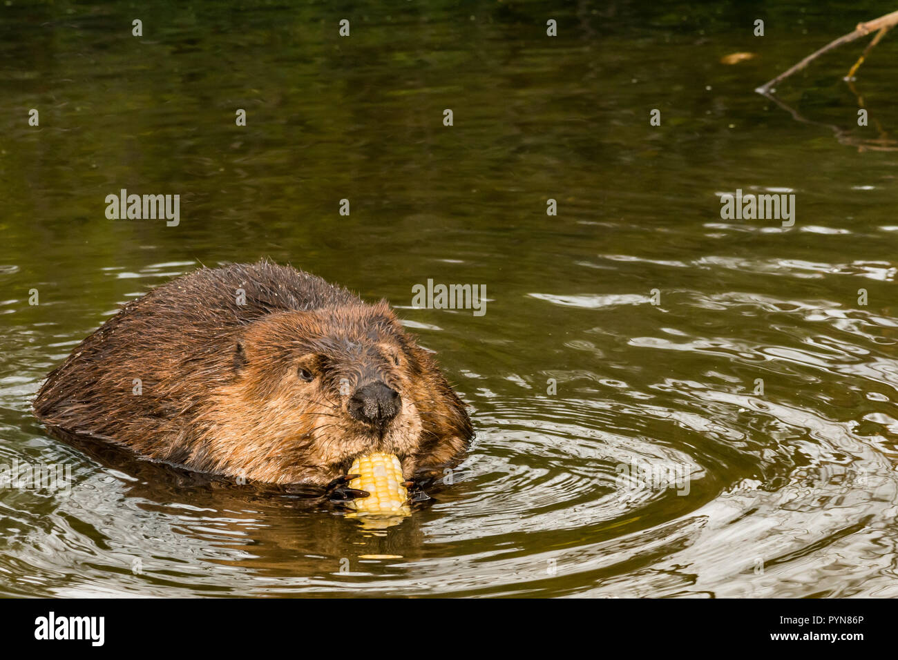 North American Beaver (Castor canadensis) Foto Stock