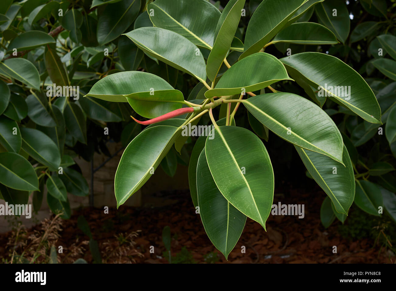 Ficus elastica albero Foto Stock