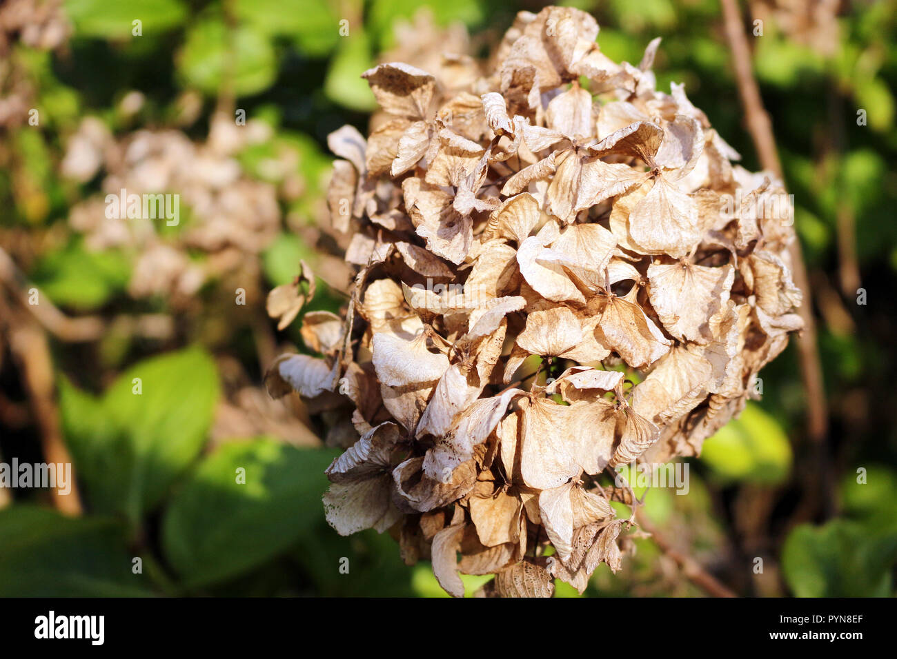 Essiccato fino i fiori delle ortensie Foto Stock