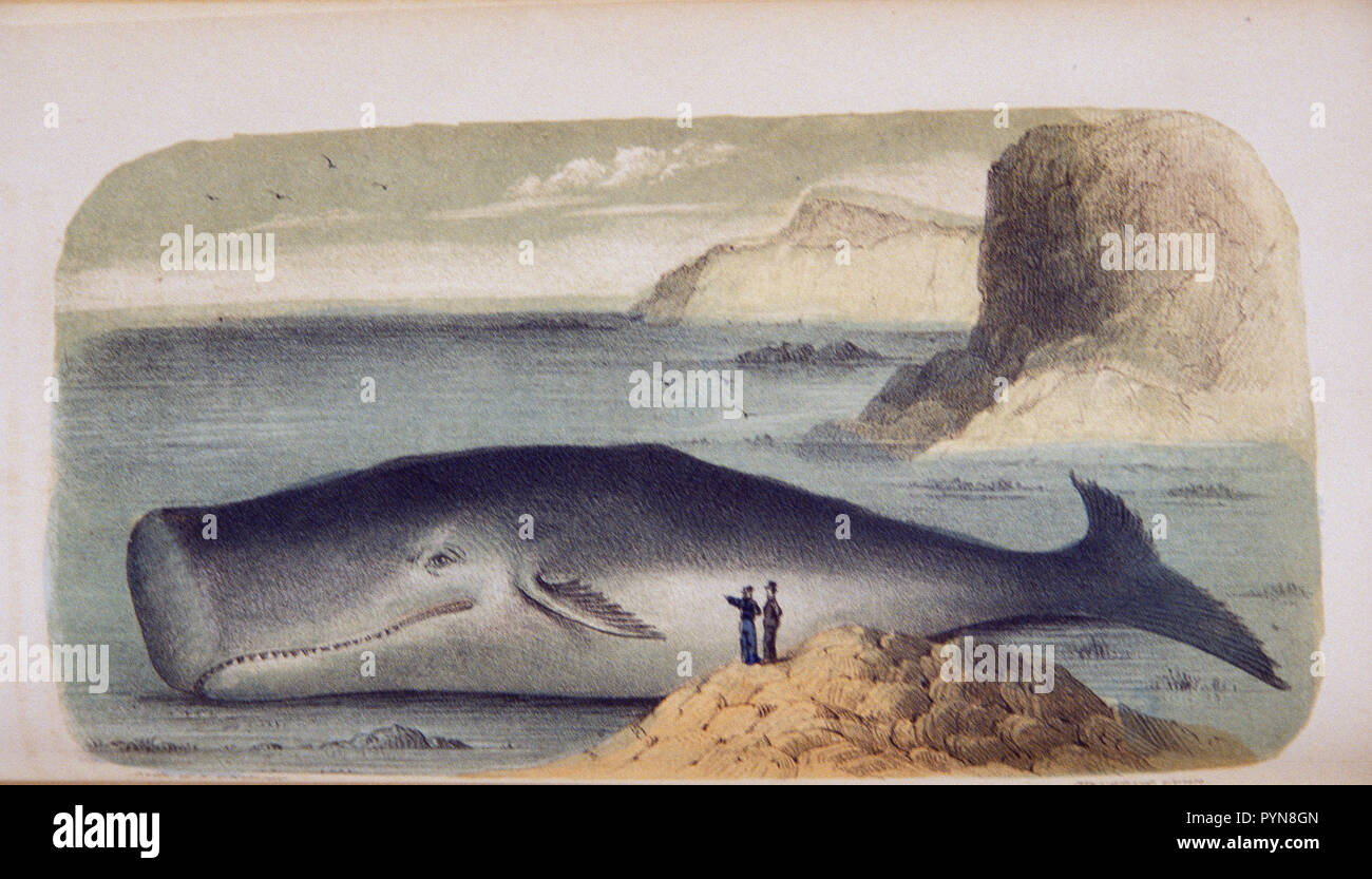 Illustrazione di una spiaggiata capodoglio. Due uomini stand su una formazione di roccia rivolta verso la balena Foto Stock