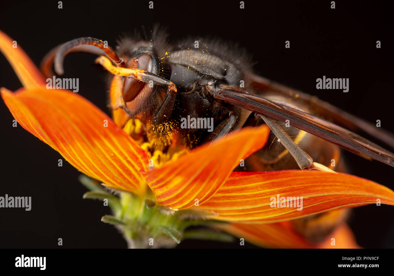 Bella foto Foto Stock