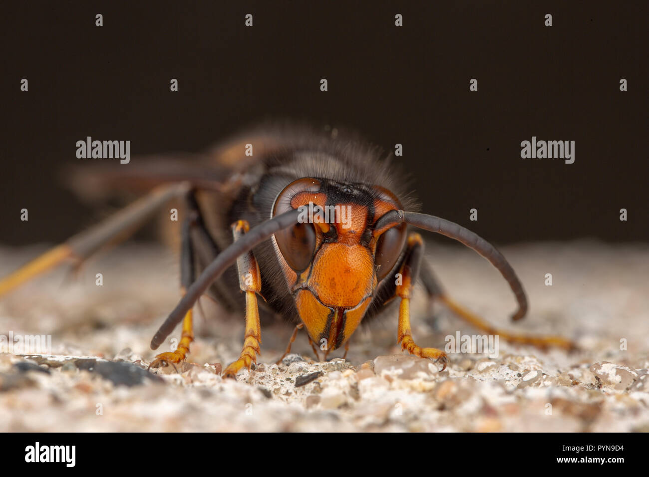 Bella foto Foto Stock