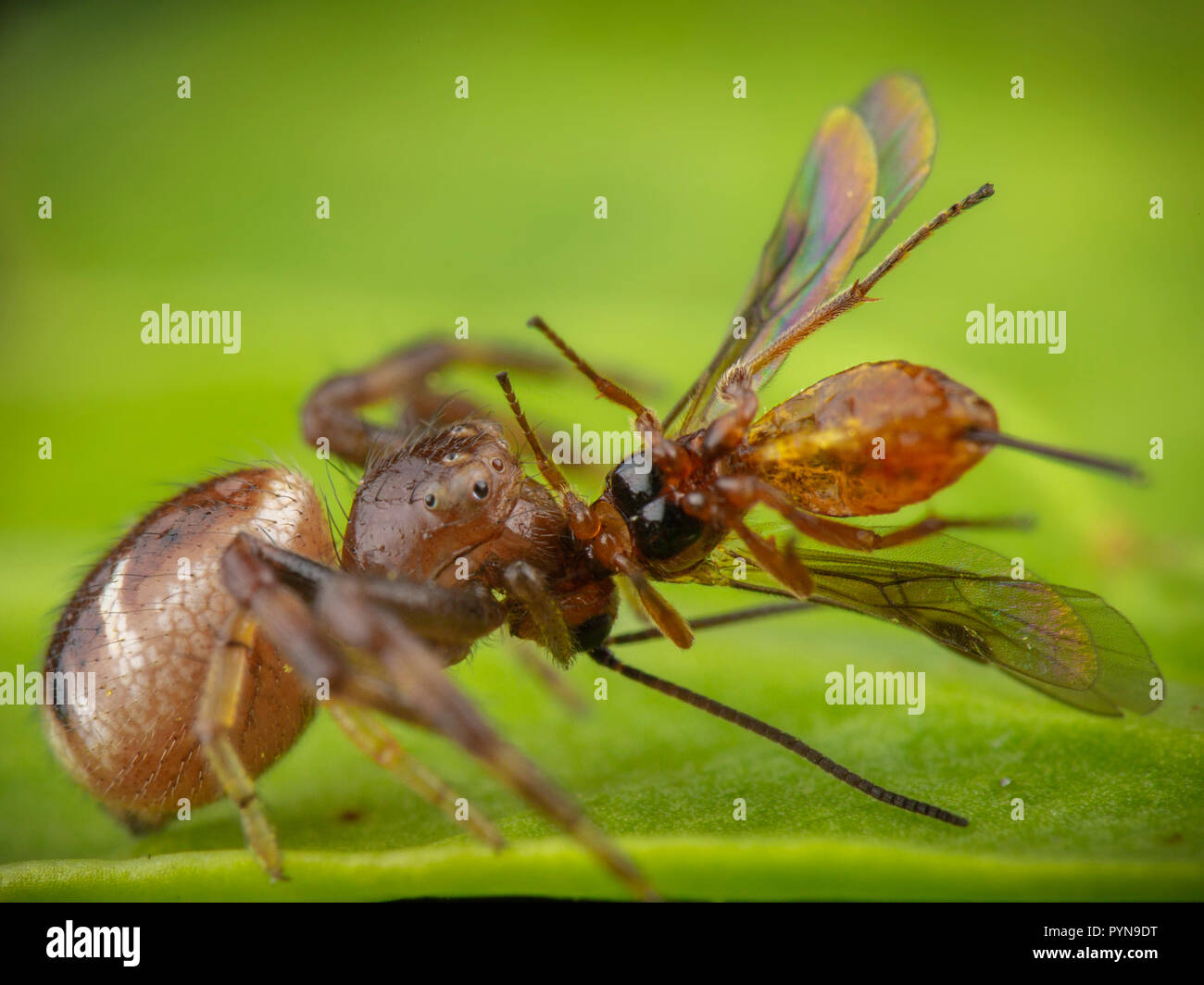 Bella foto Foto Stock