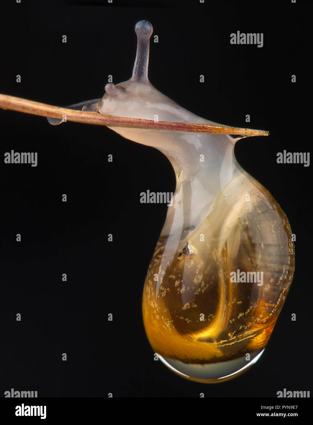 Bella foto Foto Stock