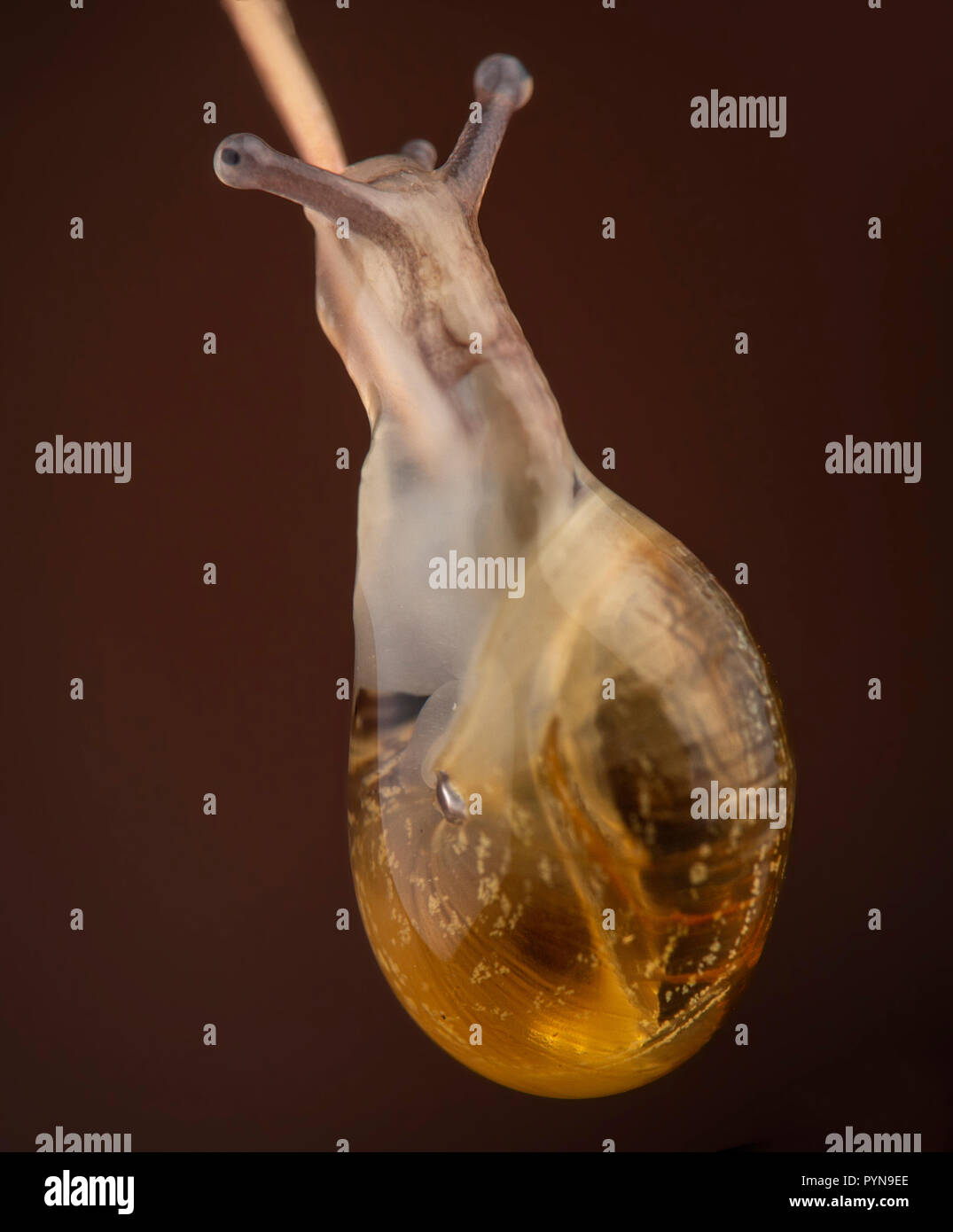 Bella foto Foto Stock