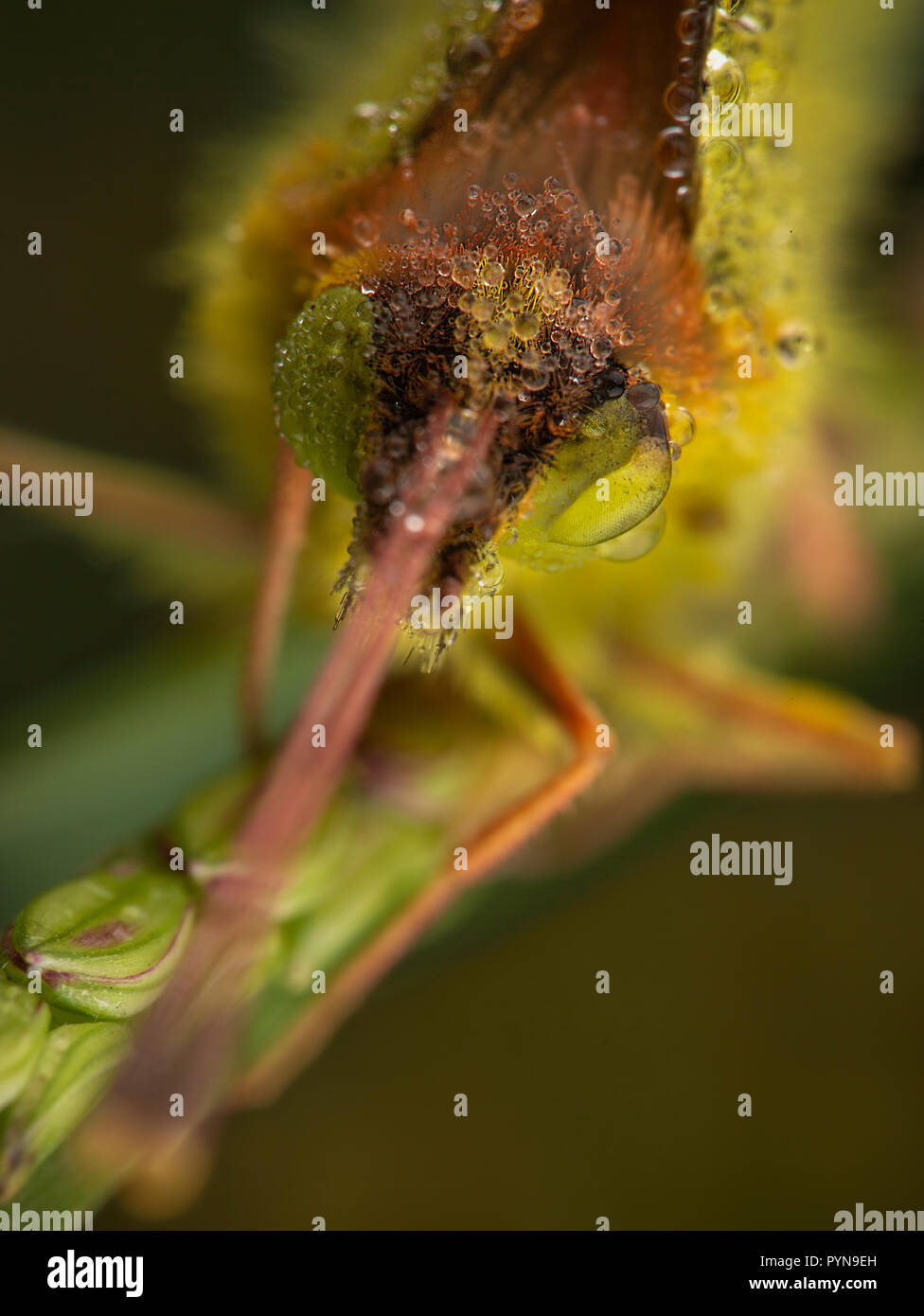 Bella foto Foto Stock