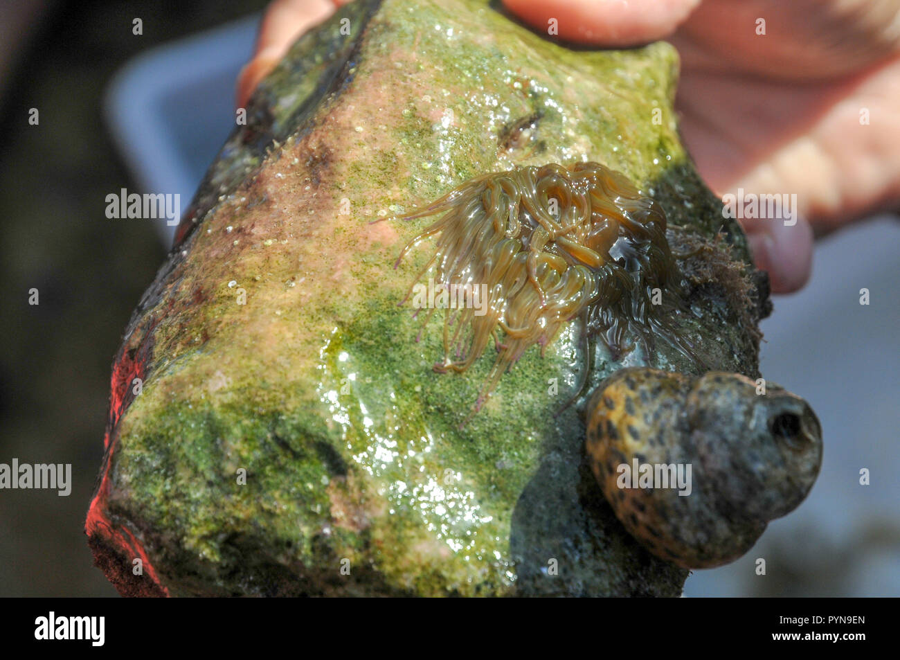 Turbante gusci (Turbo argyrostoma). Un genere di grandi lumache di mare con le branchie e un opercolo. Fotografato a basse pozze di marea sulla spiaggia di Ach Foto Stock