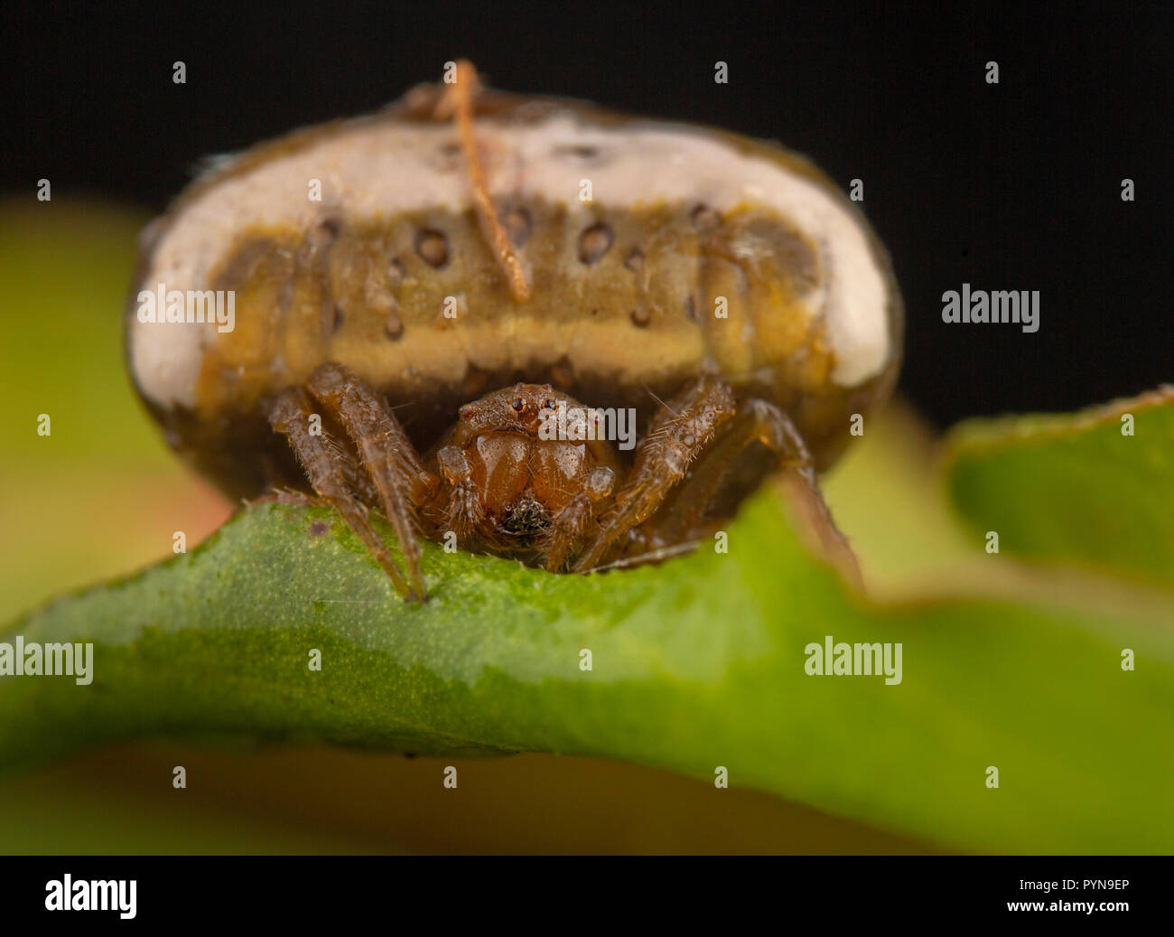 Bella foto Foto Stock