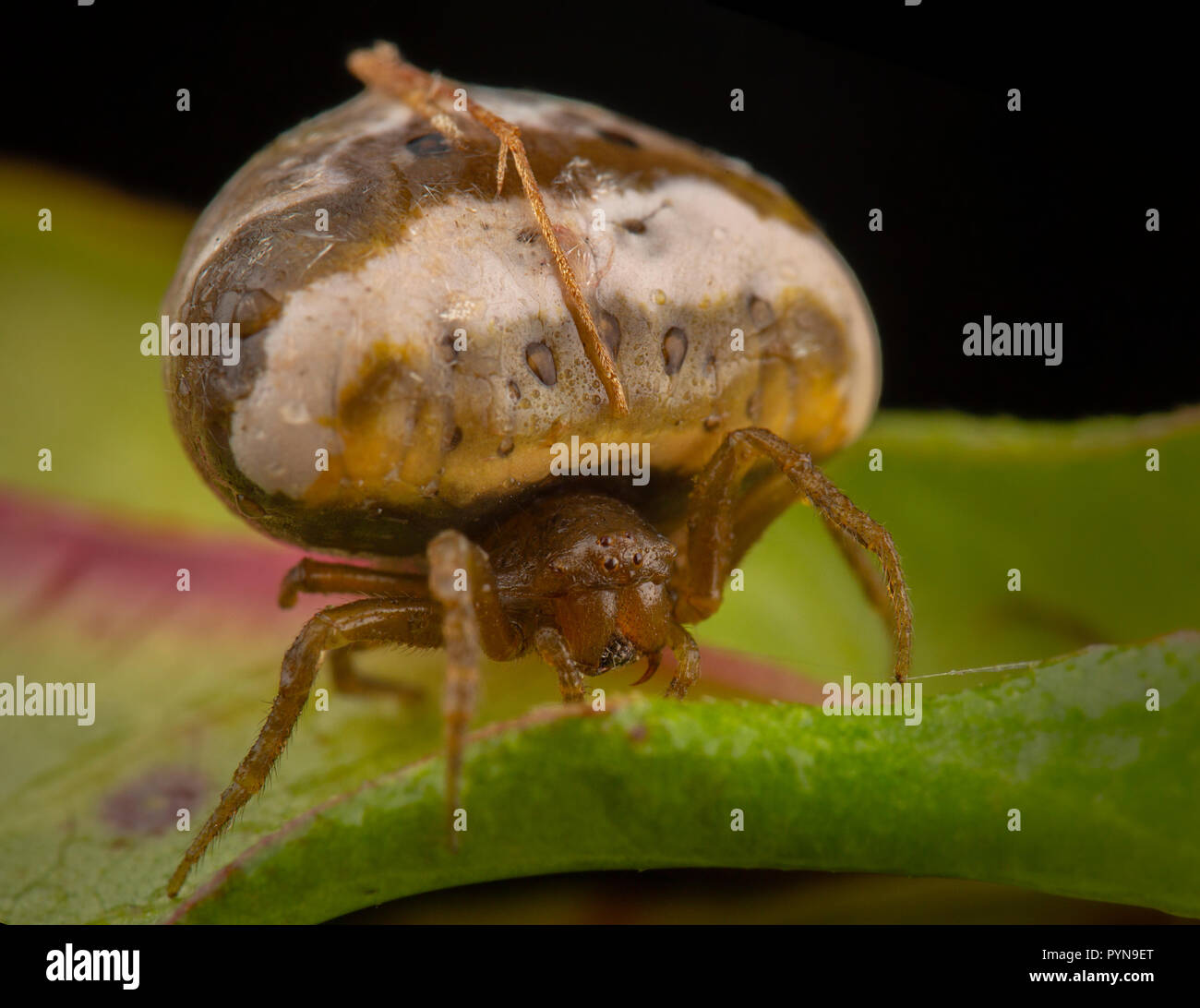 Bella foto Foto Stock