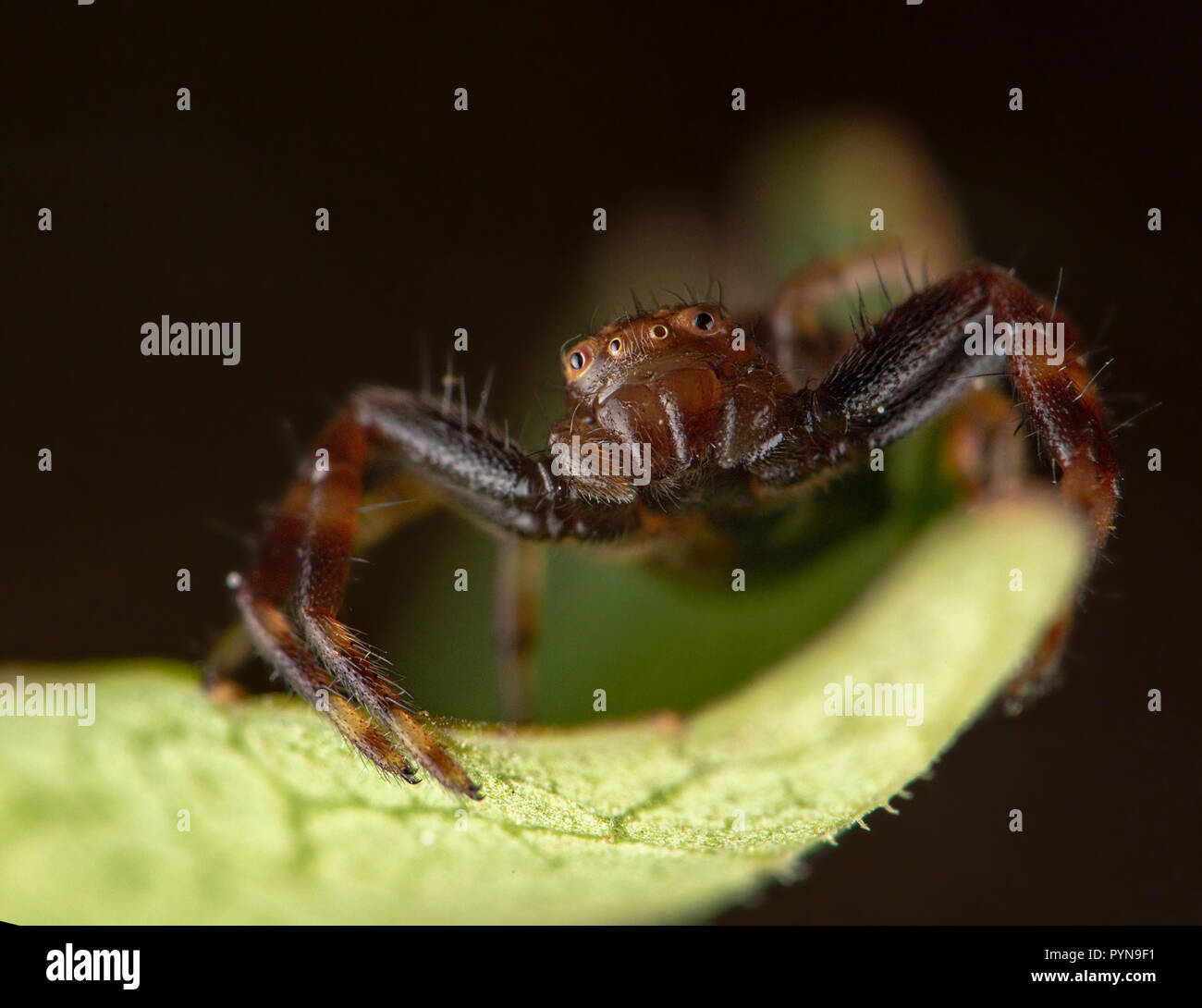 Bella foto Foto Stock