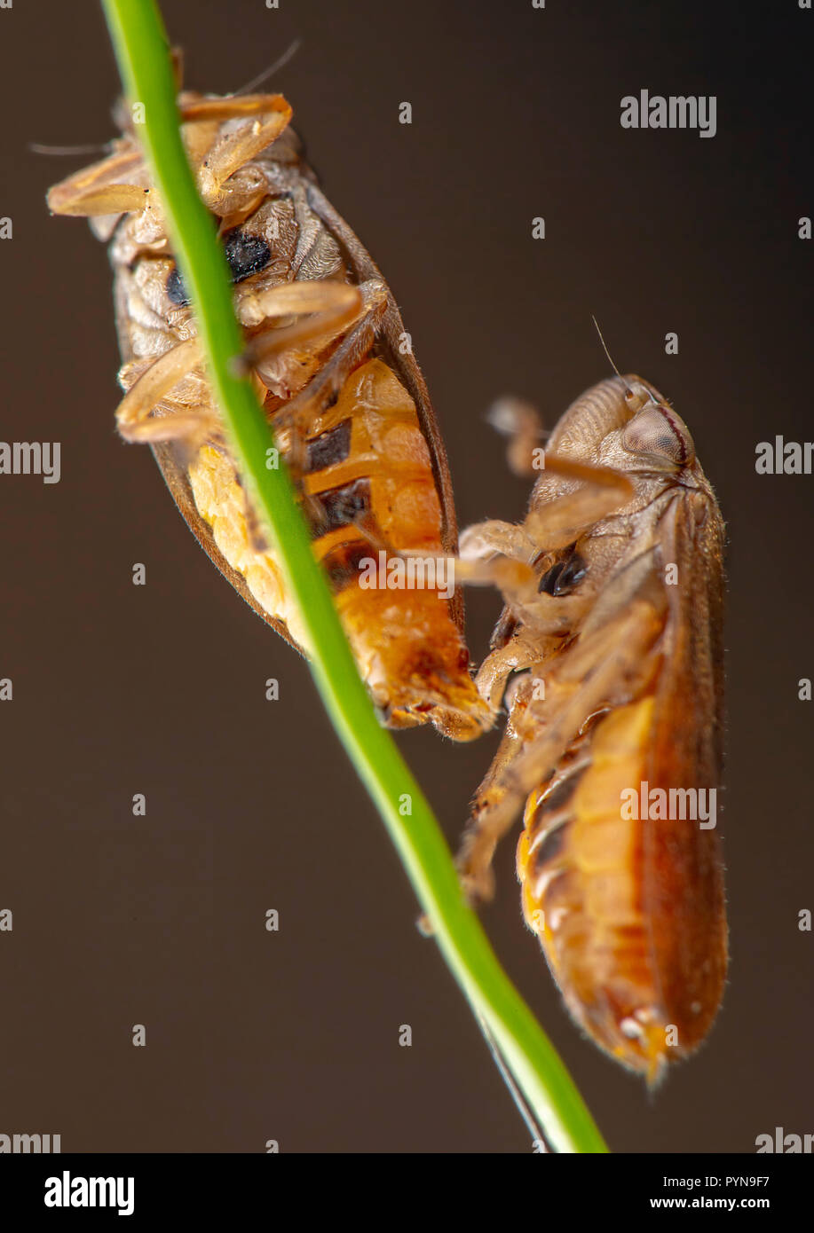 Bella foto Foto Stock