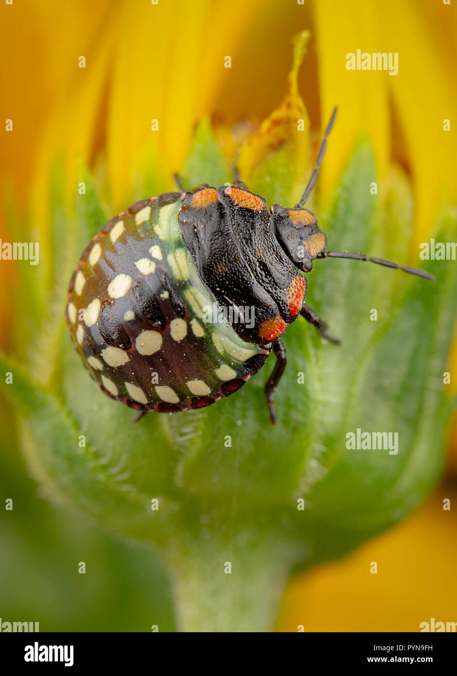 Bella foto Foto Stock