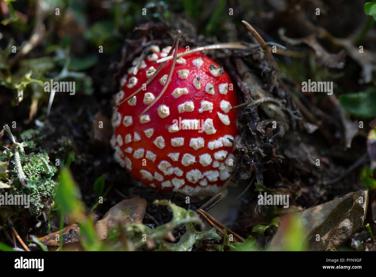 Bella foto Foto Stock