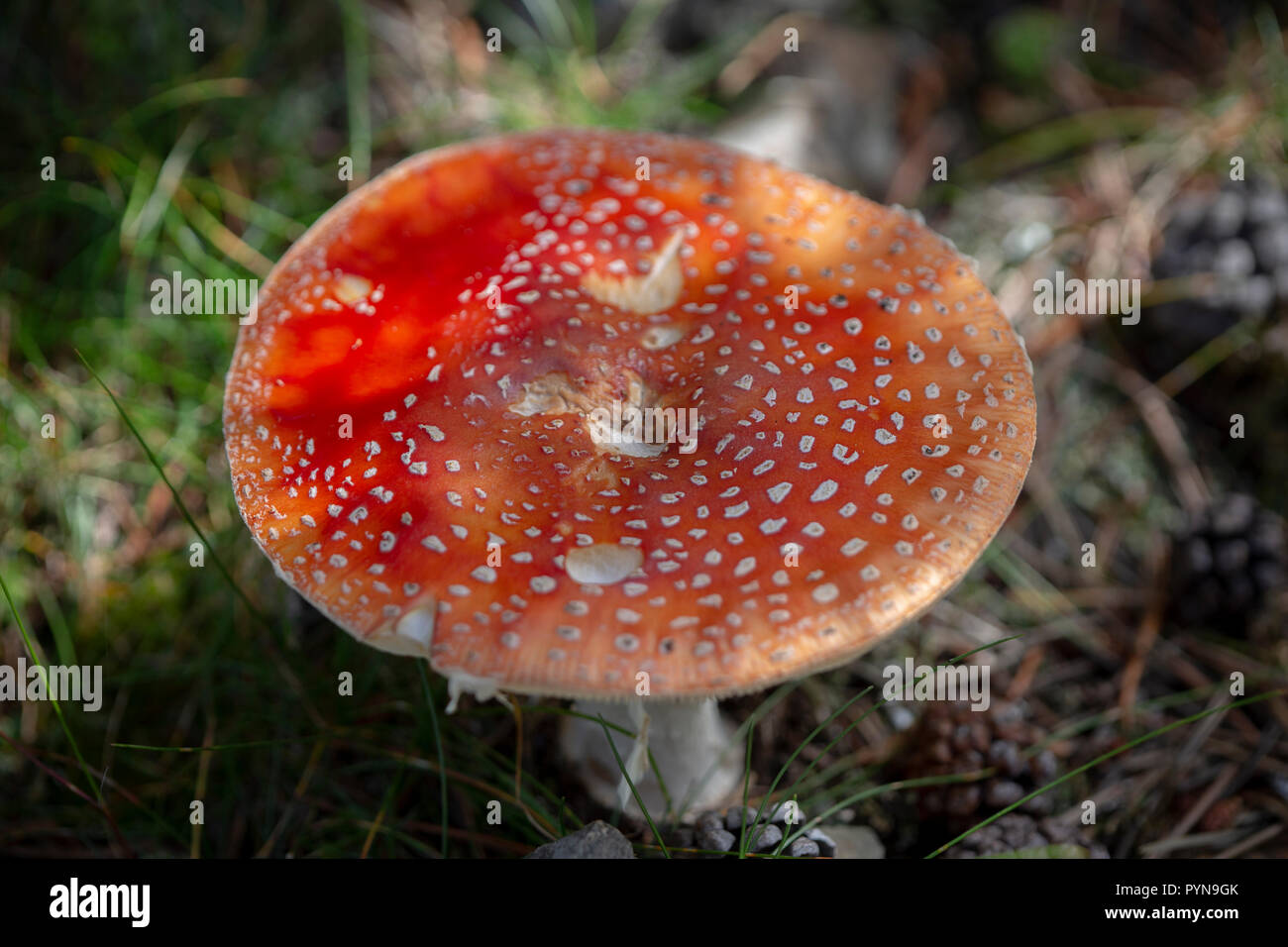 Bella foto Foto Stock