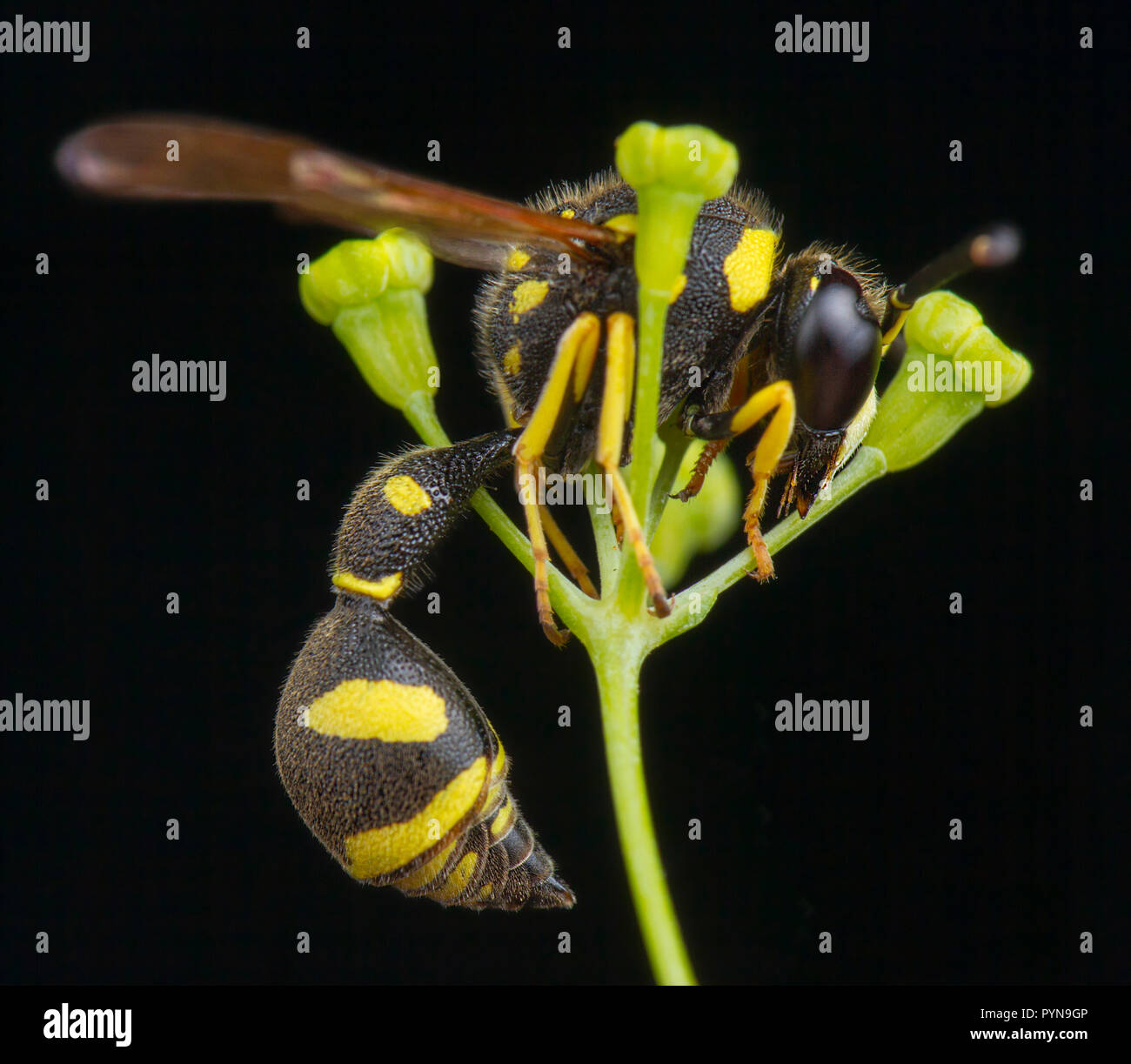 Bellissima foto di Eumenes Wasp Foto Stock