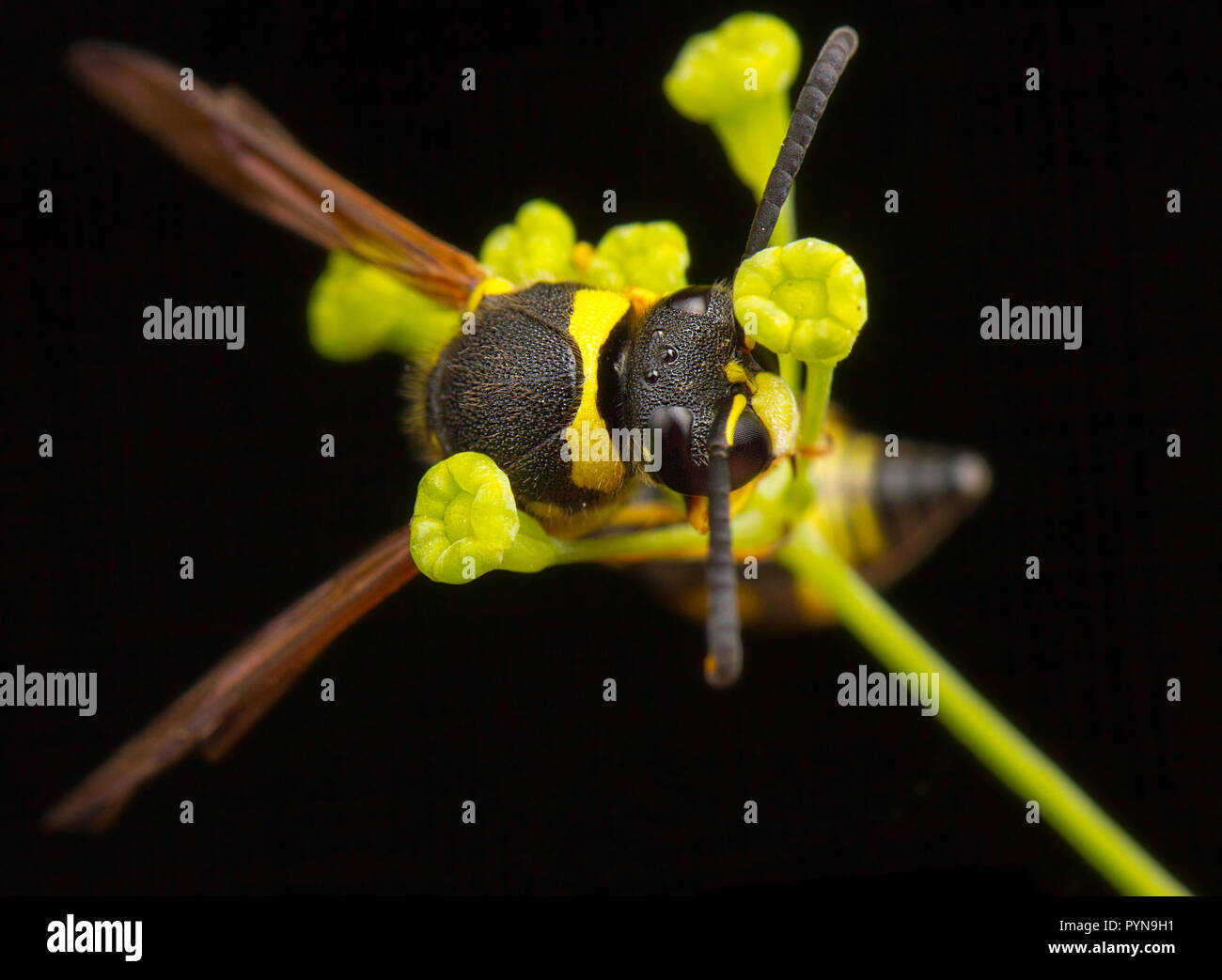 Bellissima foto di Eumenes Wasp Foto Stock