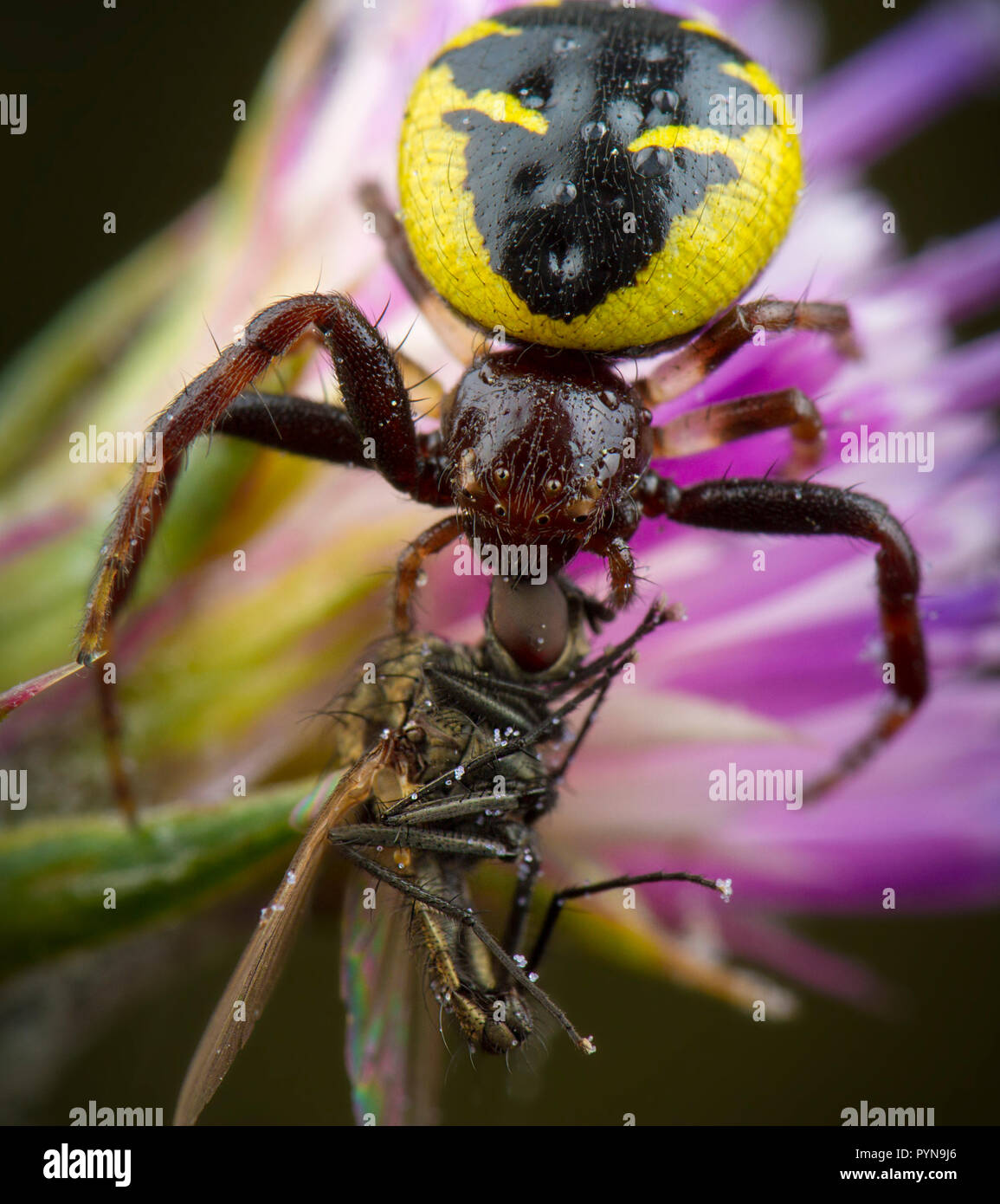 Bella foto Foto Stock