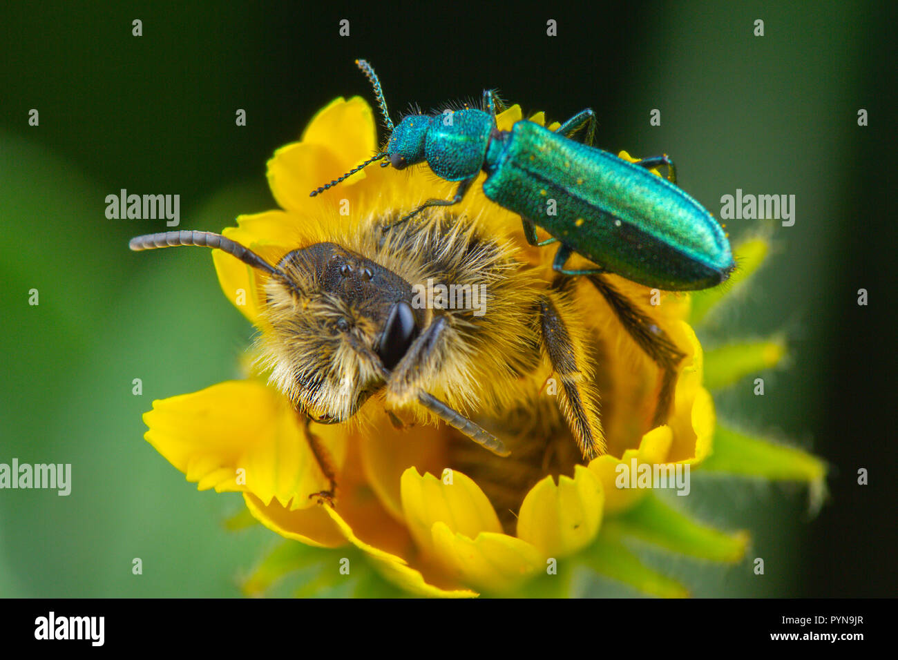 Bella foto Foto Stock