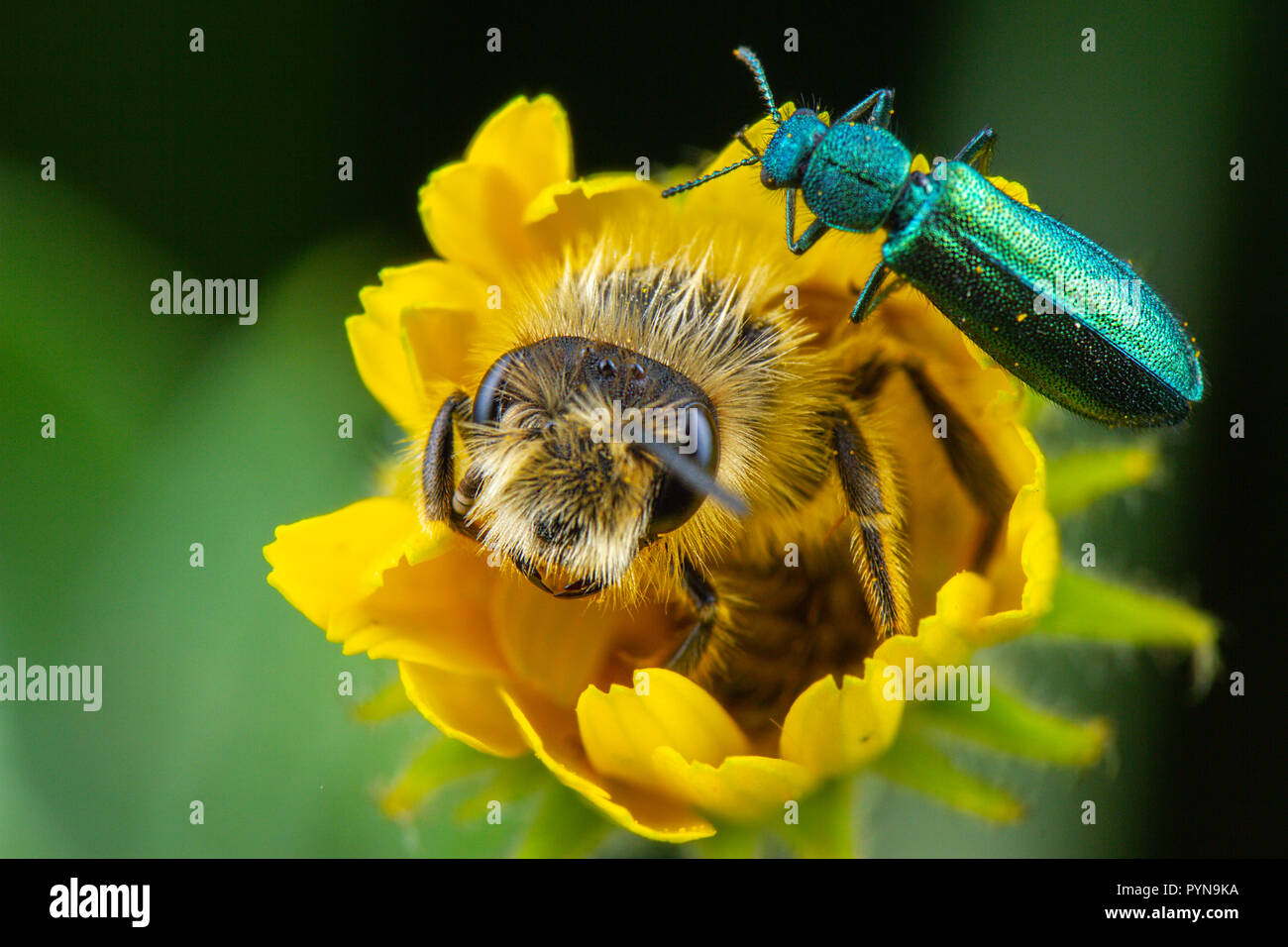 Bella foto Foto Stock