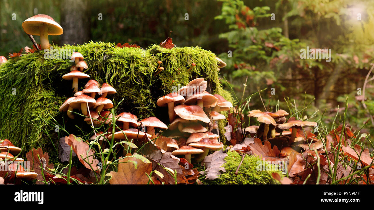 Foresta di funghi raccogliere funghi porcini chanterelle moss magica Foto Stock
