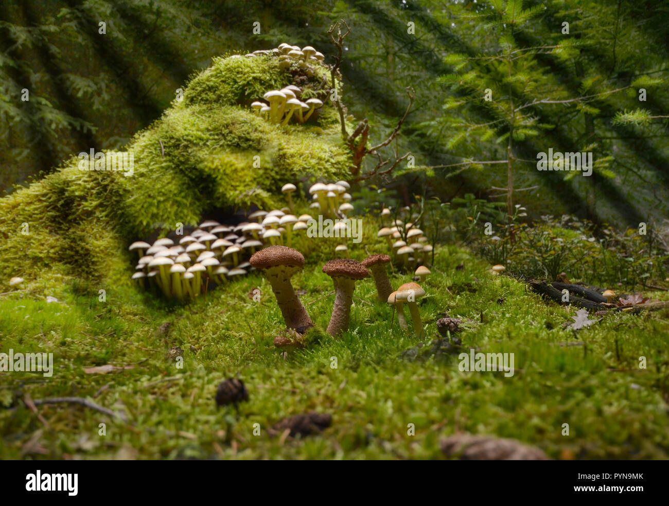 Foresta di funghi raccogliere funghi porcini chanterelle moss magica Foto Stock