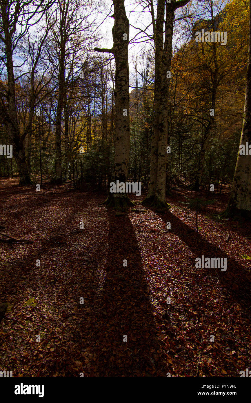 Bella foto Foto Stock