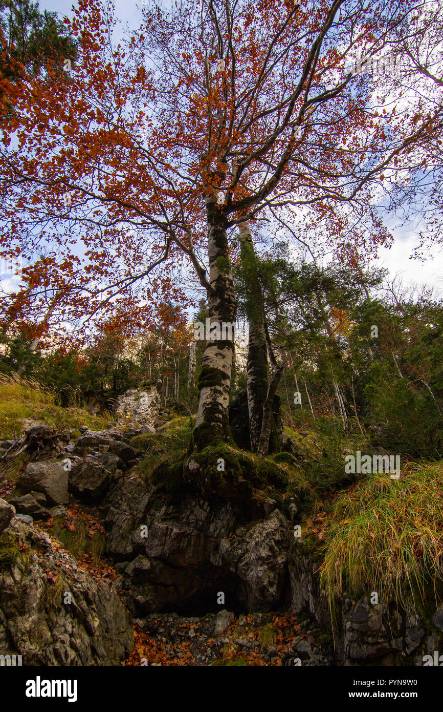 Bella foto Foto Stock