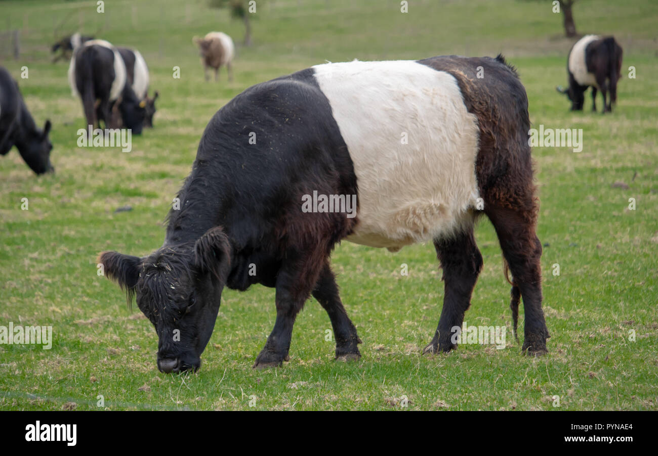 Mucca pascolare un campo nel Suffolk, Inghilterra Foto Stock