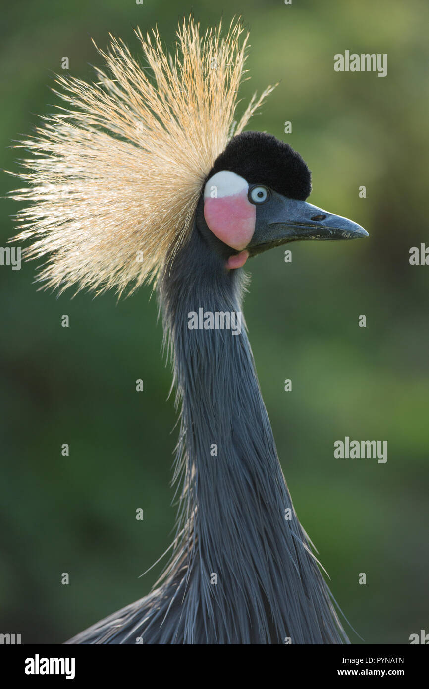 Nero, nero-con il collo o il West African Crowned Crane (p. Balearica pavonina). Testa e collo superiore. I dettagli del viso compresa la bolletta sagomato, bianco su rosso colou​red guancia di patch Foto Stock