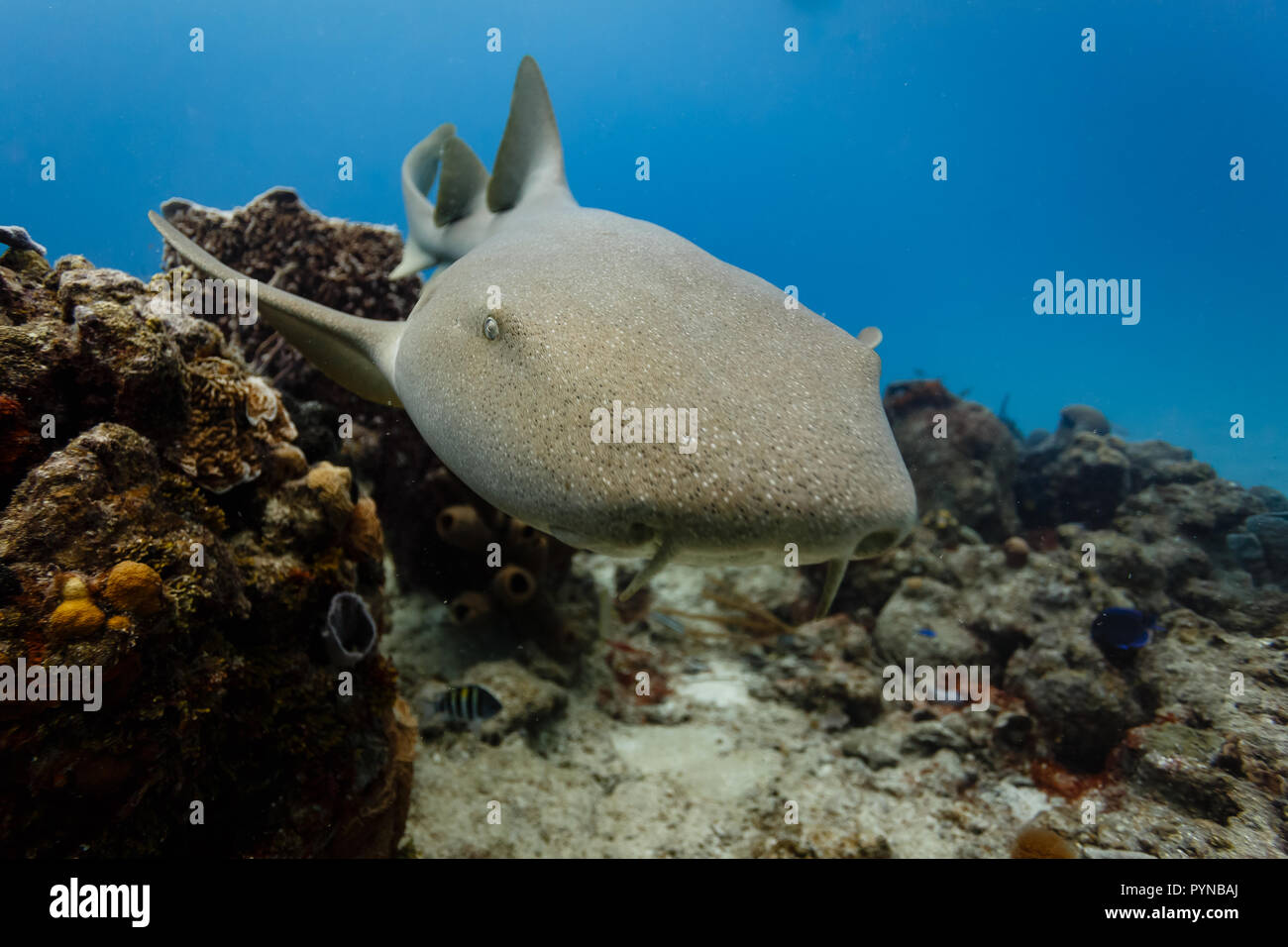 Primo piano dello squalo nutrice bruno, Ginglymostoma cirratum, che nuota sulla barriera corallina Foto Stock