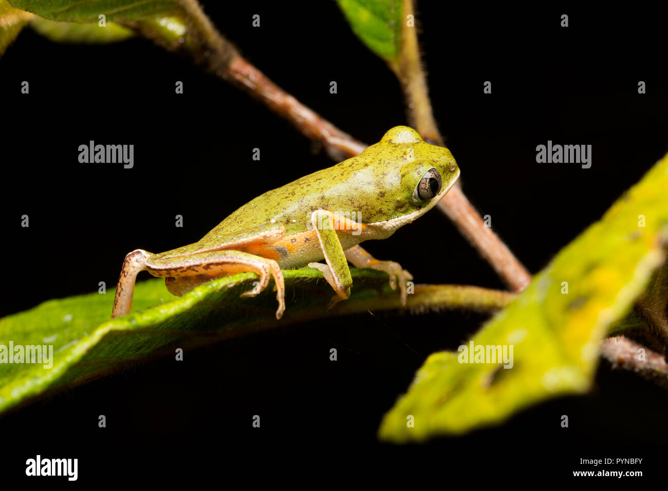 Una raganella fotografato nelle giungle del Suriname vicino Raleighvallen riserva naturale sul fiume Coppename. Il Suriname è nota per la sua incontaminata di pioggia Foto Stock