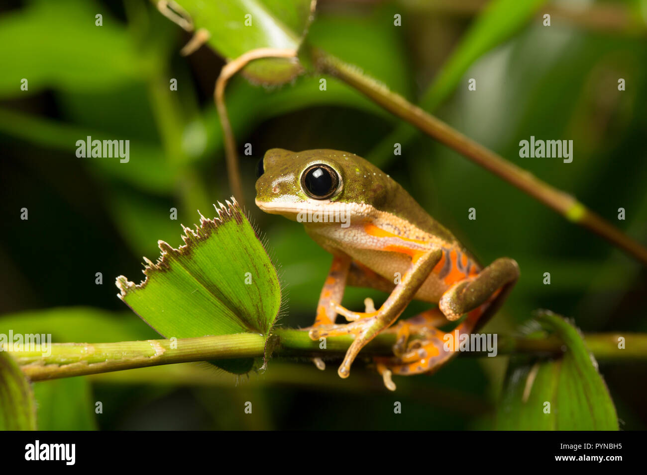 Una raganella fotografato nelle giungle del Suriname vicino Raleighvallen riserva naturale sul fiume Coppename. Il Suriname è nota per la sua incontaminata di pioggia Foto Stock