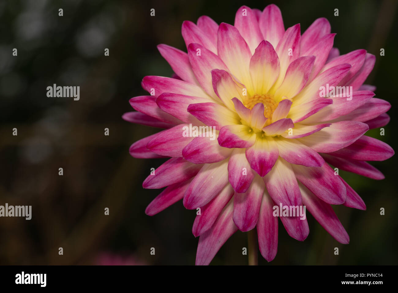 Bella rosa e crisantemo giallo fiore Foto Stock