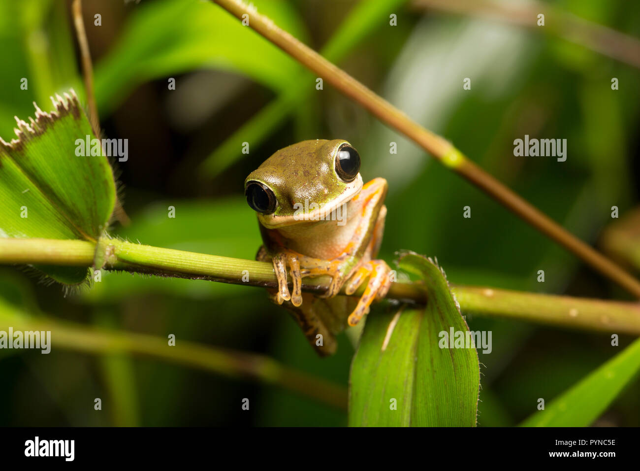 Una raganella fotografato nelle giungle del Suriname vicino Raleighvallen riserva naturale sul fiume Coppename. Il Suriname è nota per la sua incontaminata di pioggia Foto Stock