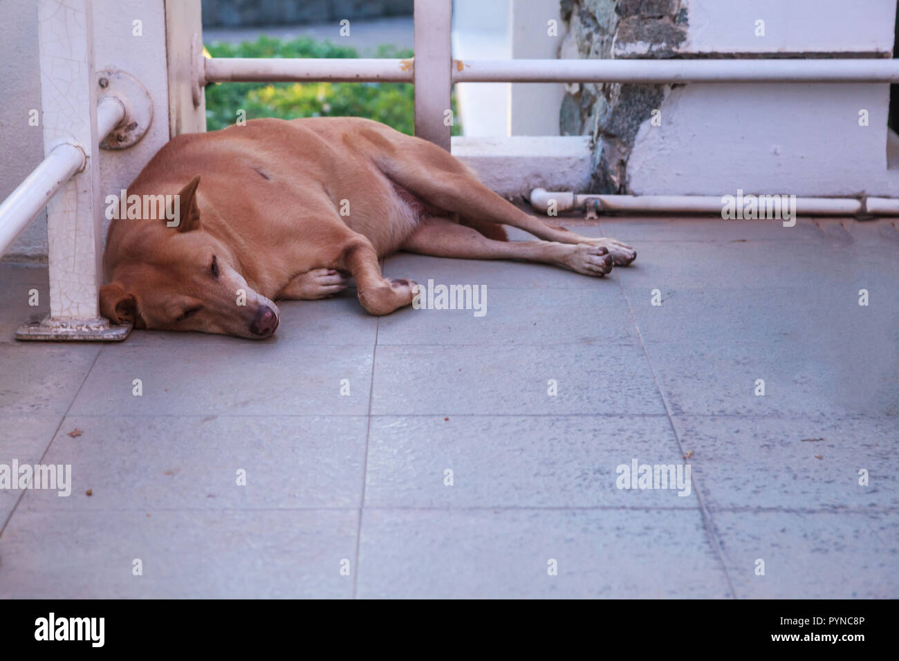 Un marrone stray street cane dormire sul pavimento in corrispondenza dell'angolo dell'edificio. Animale campagna di donazione, protezione, adozione, vita simpatia concetto. Foto Stock