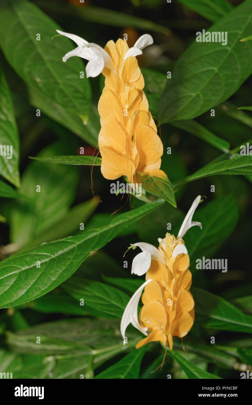 Golden impianti adibiti alla pesca di gamberetti Foto Stock