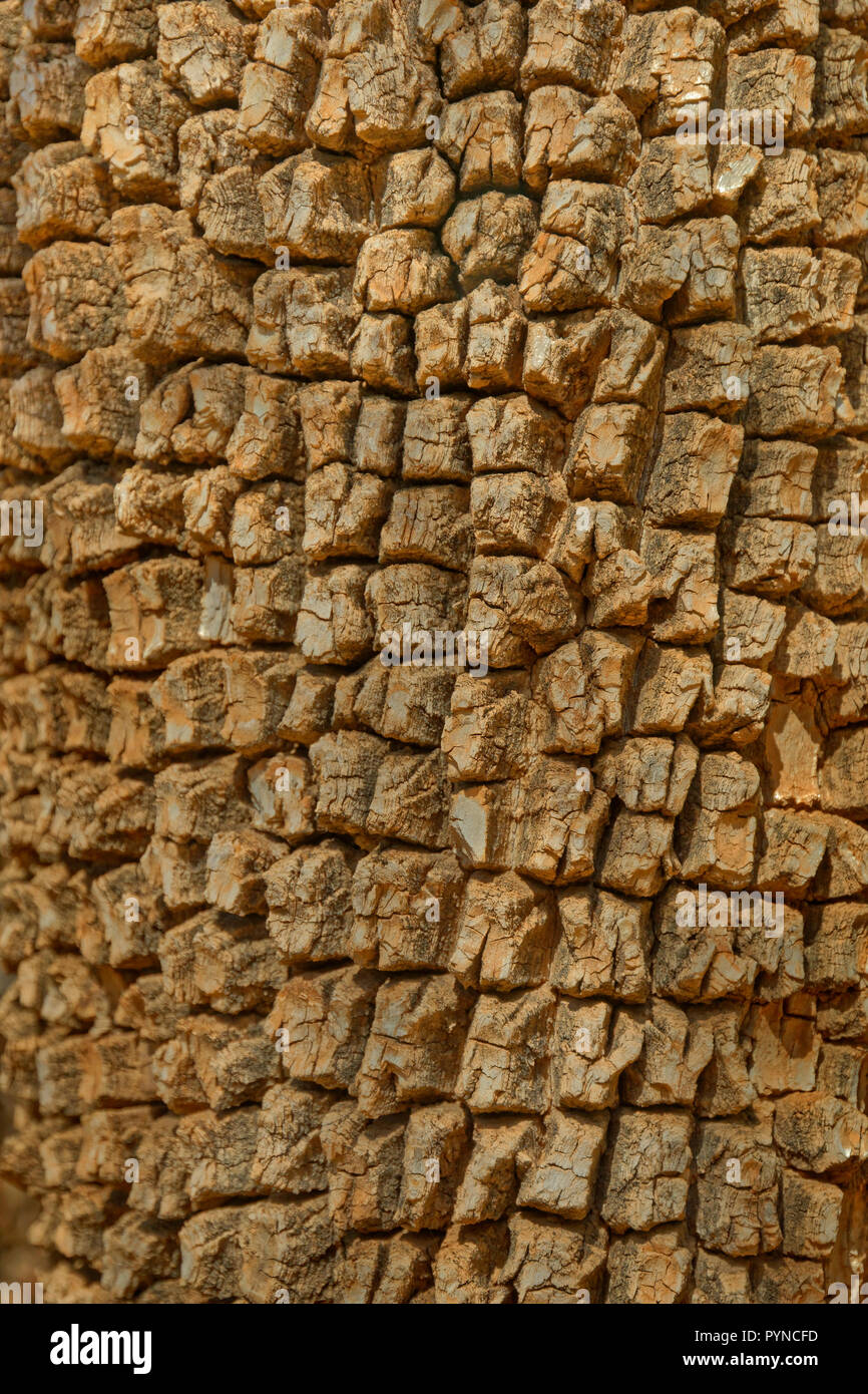 Corteccia di albero, genere sconosciuta ma simile a Diospyros Virginiana si trovano solo negli Stati Uniti ma essendo correlato al legno di ebano. Questo esempio fotografato in Marocco Foto Stock