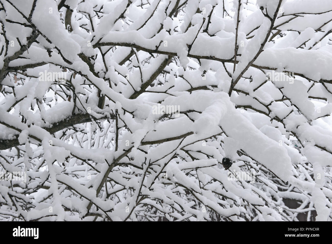 Close-up molti ramoscelli di melo ricoperti di neve sono in luce di nuvoloso al mattino invernale Foto Stock