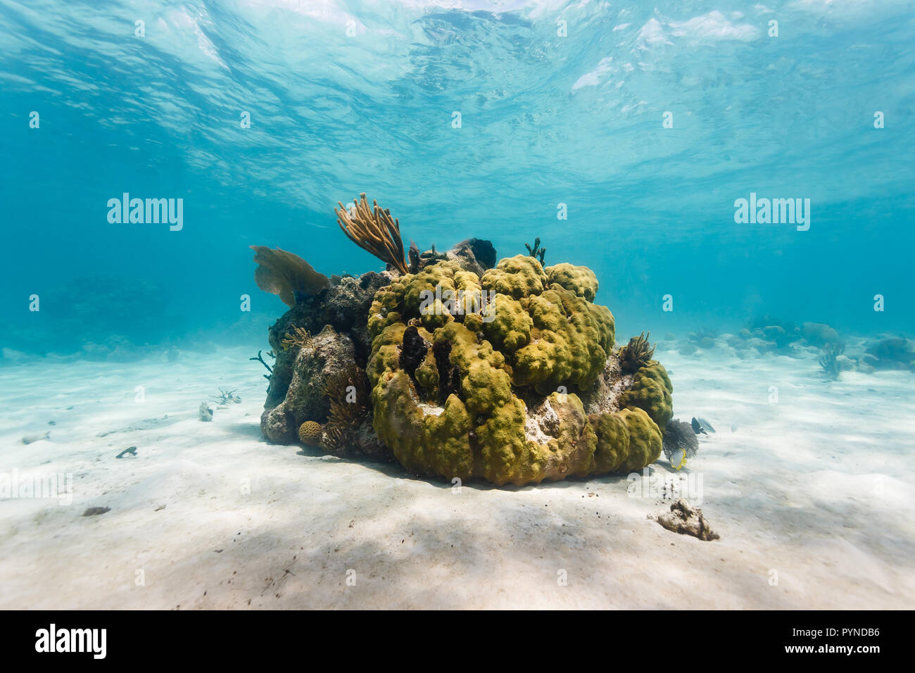 Close-up di coralli in mare Foto stock - Alamy