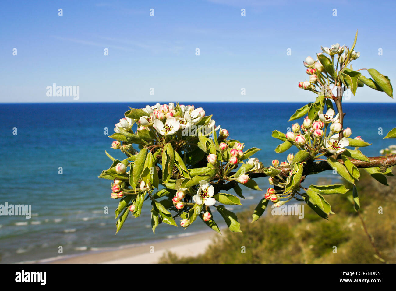 Il ramo di fioritura melo presso la spiaggia di Kap Arkona, Ruegen, Mar Baltico, Meclemburgo-Pomerania, Germania Foto Stock