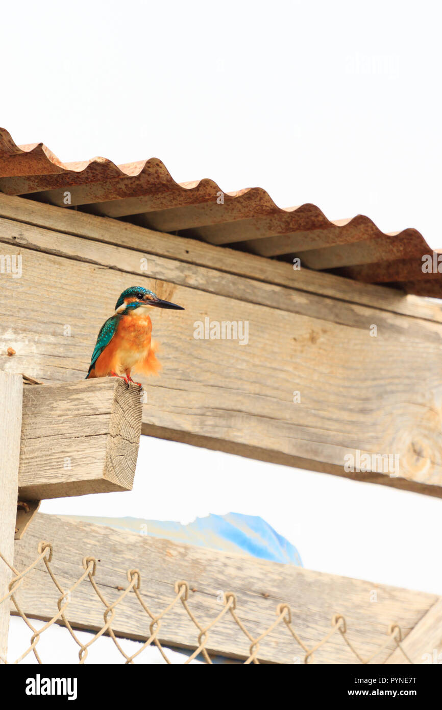 Eurasian comune Kingfisher, "Alcedo atthis", a Potamos Creek, Liopetri, Cipro Ottobre 2018 Foto Stock