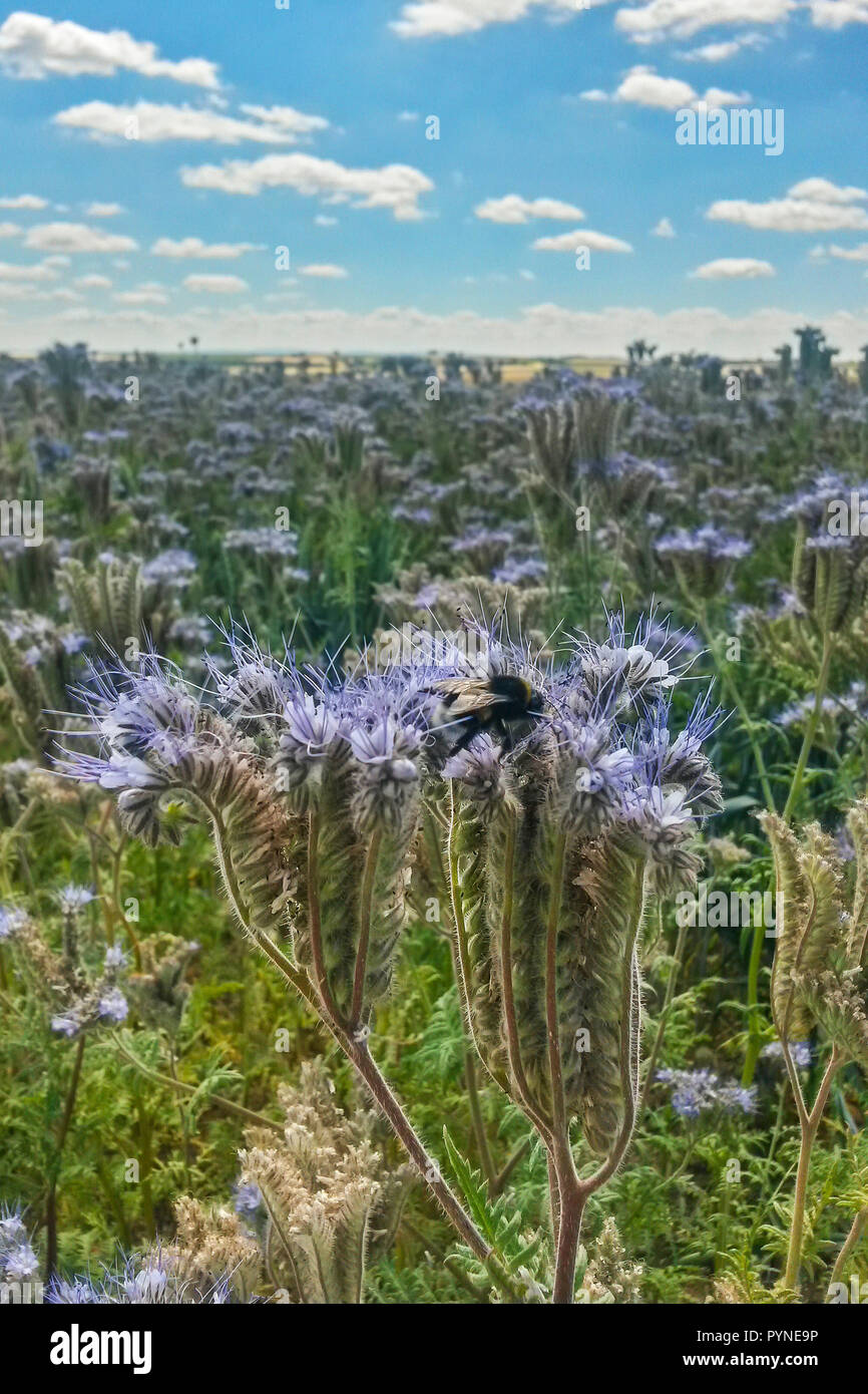 Buff-tailed Bumble Bee (Bombus terrestris) su Scorpionweed (Phacelia tanacetifolia), Hesse, Germania Foto Stock