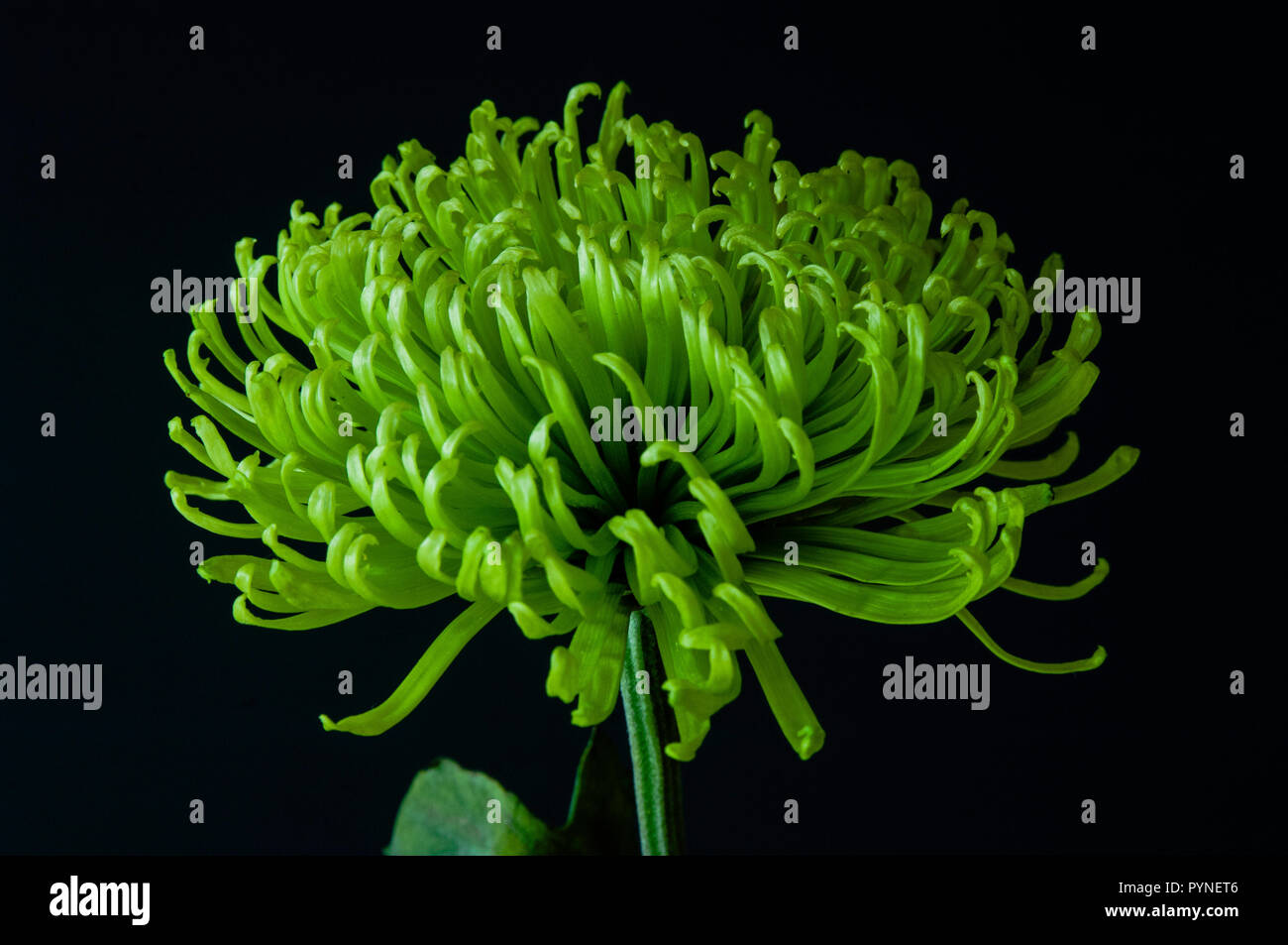 Un unico gambo di mom ragno verde, tagliato di fresco e fiorente, contro uno sfondo orizzontale nero drammatico. Foto Stock