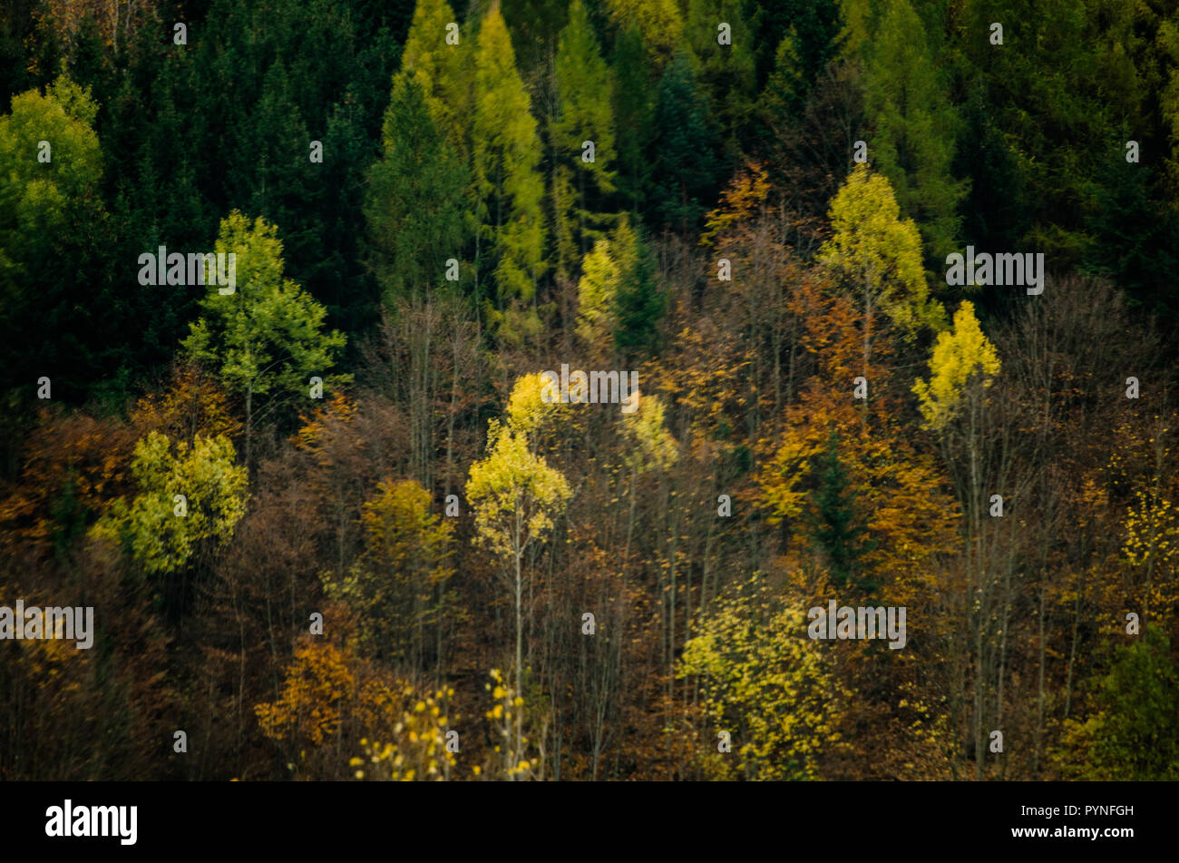 Autunno texture forestali - nelle montagne slovacche Foto Stock