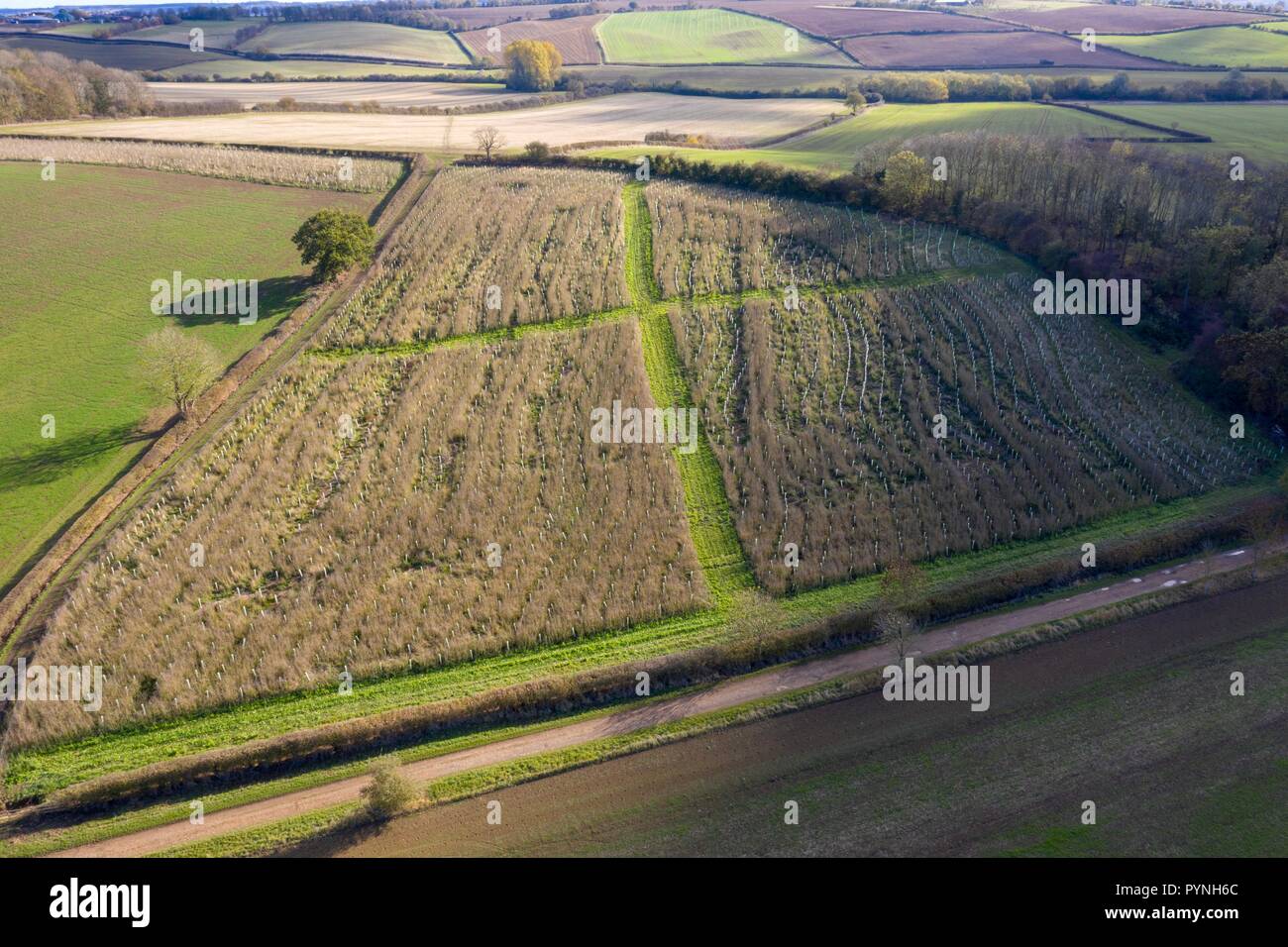 Governo Campagna finanziata Stewardship scheme la piantagione di alberi. Foto Stock