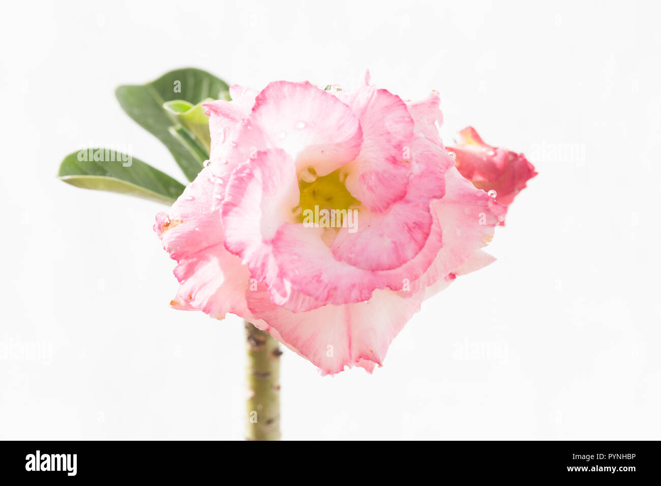 Adenium obesum (rosa del deserto) fiore isolato in uno sfondo bianco. Foto Stock