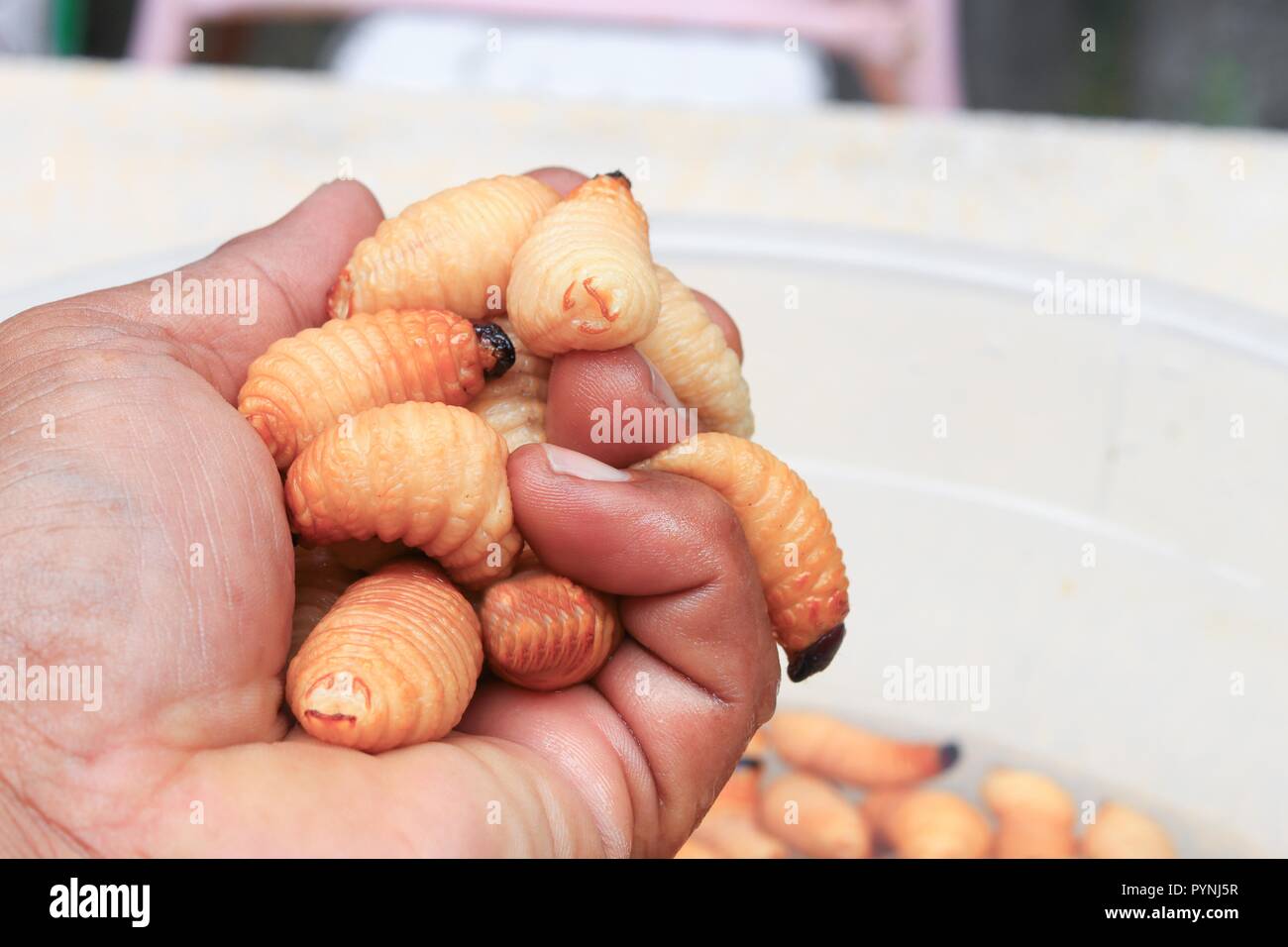 Il sago scarabeo o worm palm curculione rosso moto in mano (Rhynchophorus ferrugineus) popolare larva alimentare nel sud della Thailandia Foto Stock